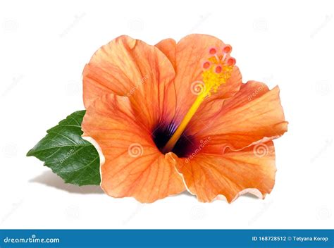 Orange Hibiscus Flower Isolated On White Background Stock Photo Image