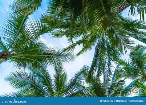 Coconut Palm Tree On Sky Background Stock Image Image Of Beautiful