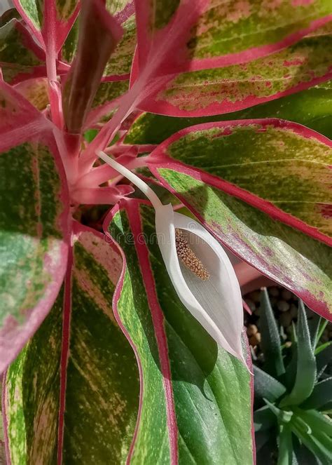 Flor Imitando El Sexo Femenino Flores De Aglaonema Que Parecen Vagina