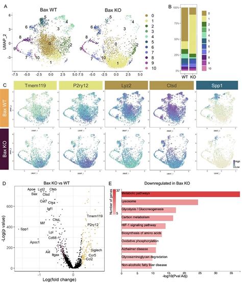 A Umap Plot Of Microglia Cells From Bax Wt Left And Bax Ko Right Download Scientific