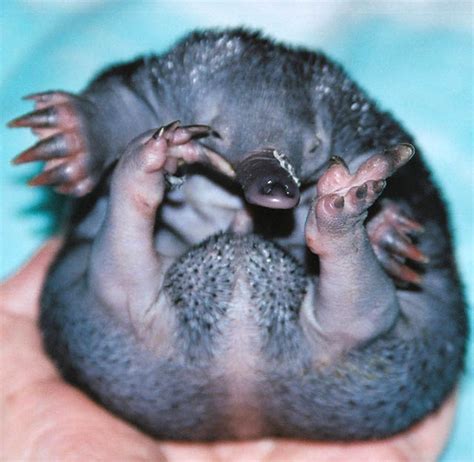 Детеныш утконоса (Ornithorhynchus anatinus)