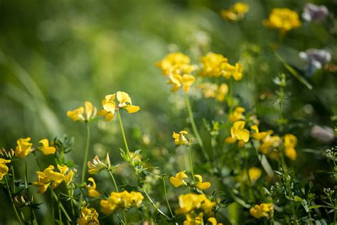 Fotos Gratis Naturaleza Campo Pradera Luz De Sol Verano Verde