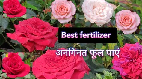 गुलाब के पौधों के लिए शक्तिशाली खाद Best Fertilizer For Rose Plant