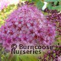 Spiraea Japonica Anthony Waterer From Burncoose Nurseries