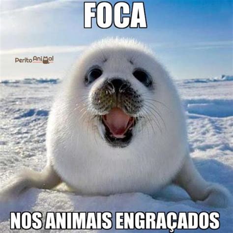 15 animais engraçados por natureza fotos memes e curiosidades