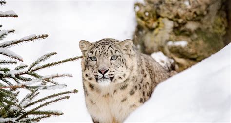 Snow Leopard Photography in Ladakh - Treks and Trails India