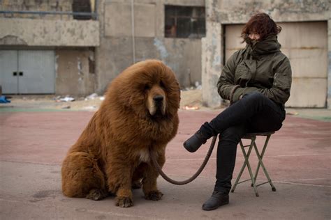 Bear Dogs 10 Dogs That Look Like Bears Healthy Paws