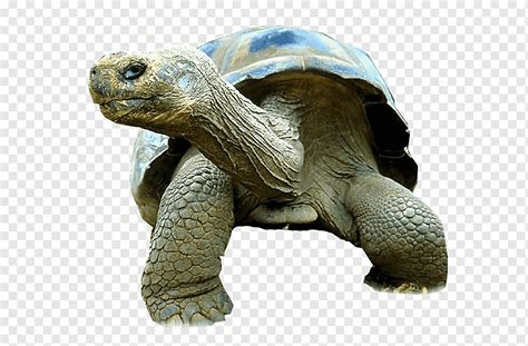 Turtle Gal Pagos Tortoise Reptile Giant Tortoise Primate Turtle