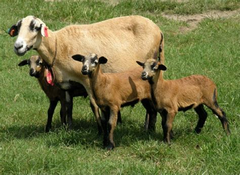 21 best images about Blackbelly Sheep on Pinterest | Islands, Virginia state university and Wool