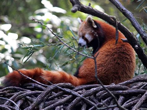 Bronx Zoo Red Panda | Smithsonian Photo Contest | Smithsonian Magazine