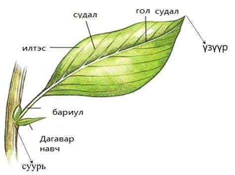 Мэдлээ | Цахим контент