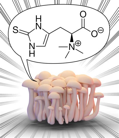 Ergothioneine CAS 497 30 3 Cosmacon