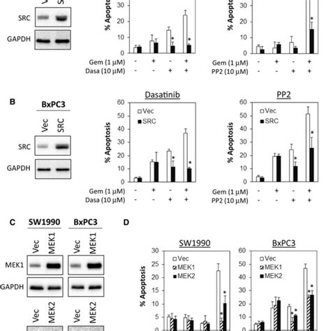 Classification Of Pdac Cell Lines Into Subtypes Based On Gene Download Scientific Diagram