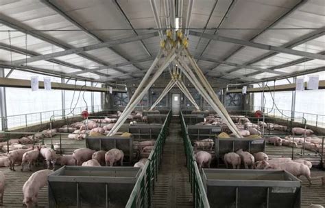 Lanzan Una Plataforma Digital De Comercio Porcino Supercampo