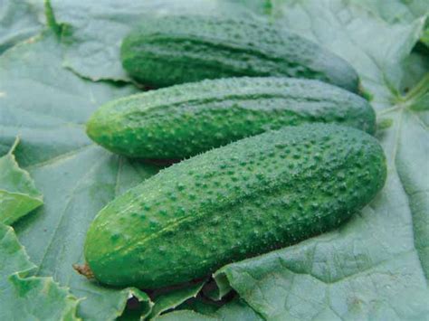 Cucumber 'Profi' F1