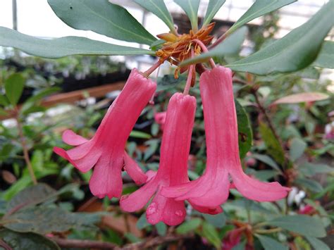 Rhododendron Celebicum RSBG Rhododendron Species Botanical Garden