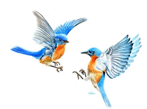 Flying Blue Bird Drawing