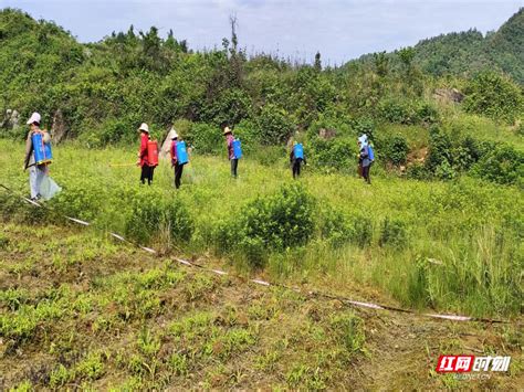 永定区谢家垭乡：耕地恢复有成效 田间地头移栽忙腾讯新闻