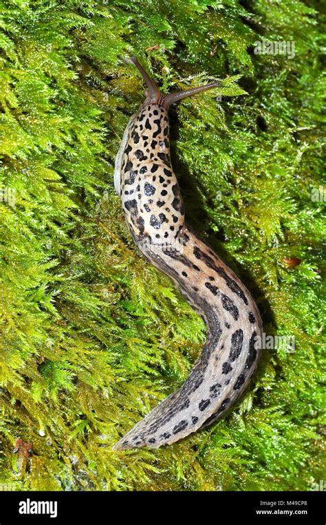 Leopard Slug Limax Maximus Stock Photo Alamy