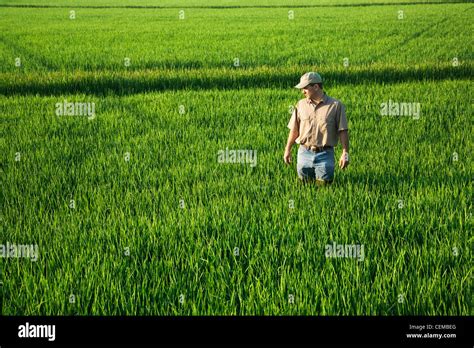 A Farmer Grower Walks Through His Field Inspecting His Mid Growth