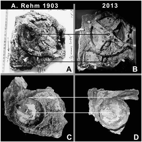 Antikythera Mechanism Attention Deficit Disorder Prosthetic Memory