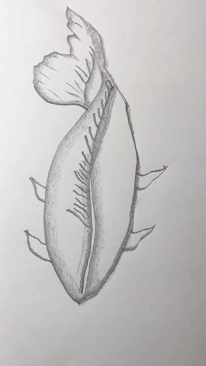 🐟 How To Draw A Fish Cómo Dibujar Un Pez Youtube
