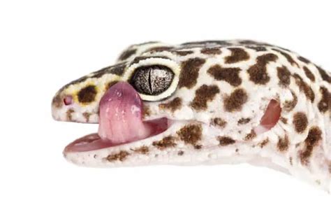 Do Leopard Geckos Have Teeth 7 Interesting Facts Gecko Advice