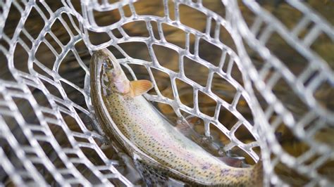 Derbyshire Wye Fly Fishing Wild Rainbow Trout And Big Wild Brownies