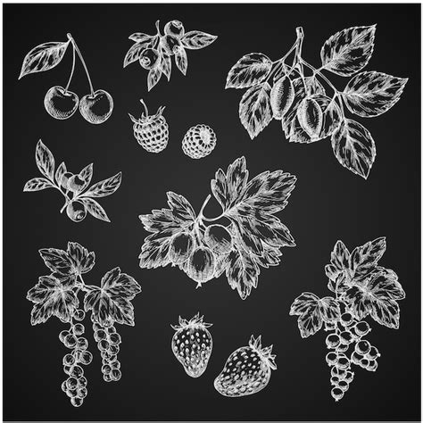 Premium Vector Vectro Chalk Sketch Icons Of Berries Fruits