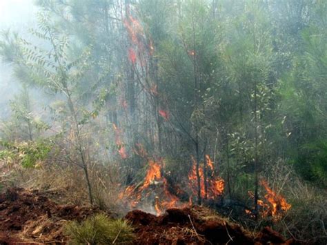 Combaten Incendio En Zona Monta Osa De Mayar Holgu N Ciencia