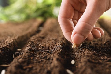 Entretenir un espace vert quelques règles fondamentales