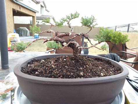First Bonsai Shaping And Wiring From Juniper Nursery Stock Howd I