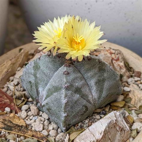 Astrophytum Myriostigma Var Quadricostatum For Sale Cactus Culture