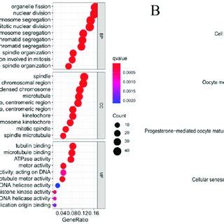 Go And Kegg Analysis Of The Degs Between The High And Low Risk Groups