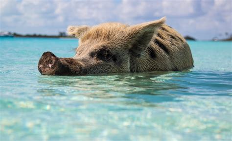 Cosas qué hacer en Las Bahamas Ciudades con Encanto