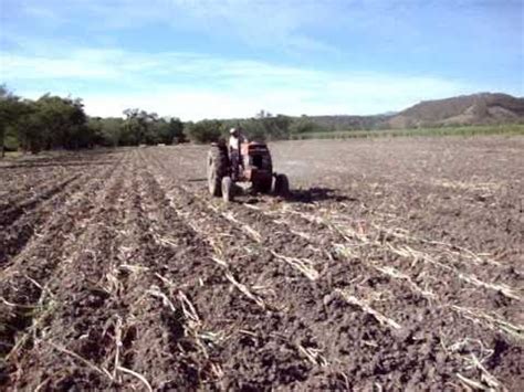 Pasto De Corta Maralfalfa Plantando Maralfalfa En Un Mf