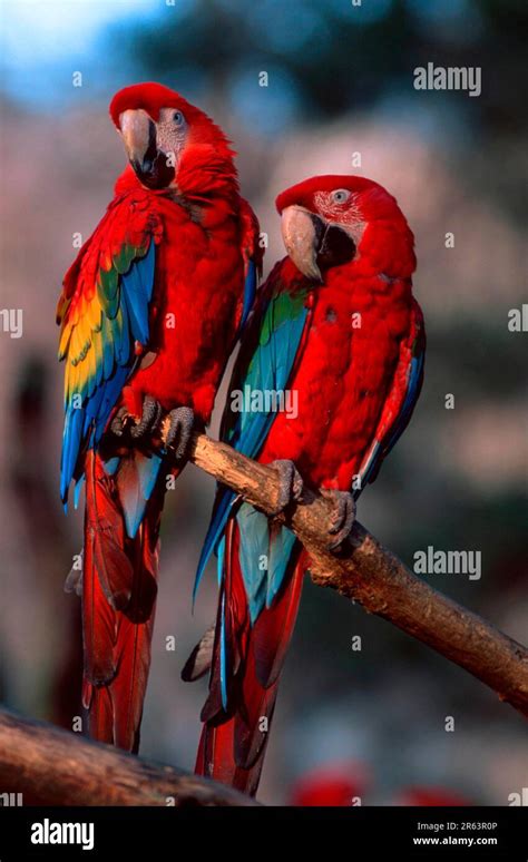 Scarlet Macaw Ara Macao And Green Winged Macaw Light Red Macaw And