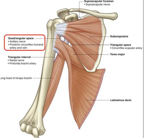 Scapular And Pectoral Region Flashcards Quizlet