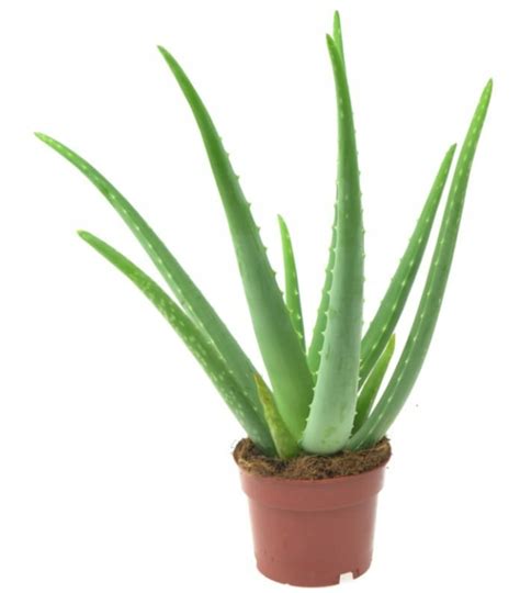 Aloe Vera Aloes Zwyczajny Leczniczy Duży 40cm Ceny i opinie Ceneo pl