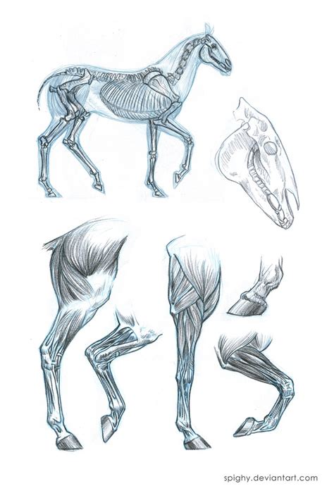 Horse anatomy sketches by Spighy on DeviantArt