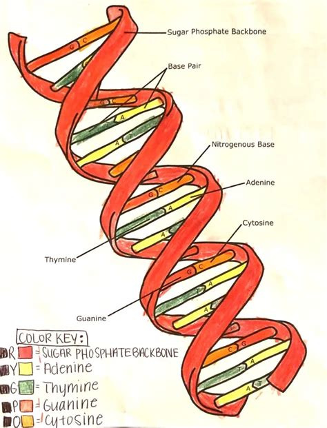 Free DNA Double Helix Worksheets Bút Chì Xanh