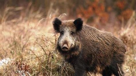 Undici Nuovi Casi Di Peste Suina In Liguria Due A Borzonasca E Uno A