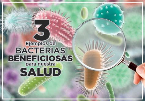 Bacterias Beneficiosas Para El Ser Humano Y Su Funci N Estos Beneficios