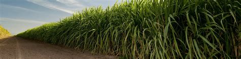 Growing Sugarcane Fertilizers For Sugarcane ICL US