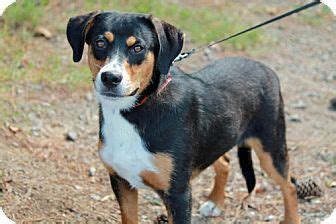 Marietta, GA - Entlebucher Mix. Meet Birney a Dog for Adoption. | Pet ...