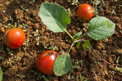 So fügen Sie dem Boden für Tomaten Kalzium hinzu Züchter heute