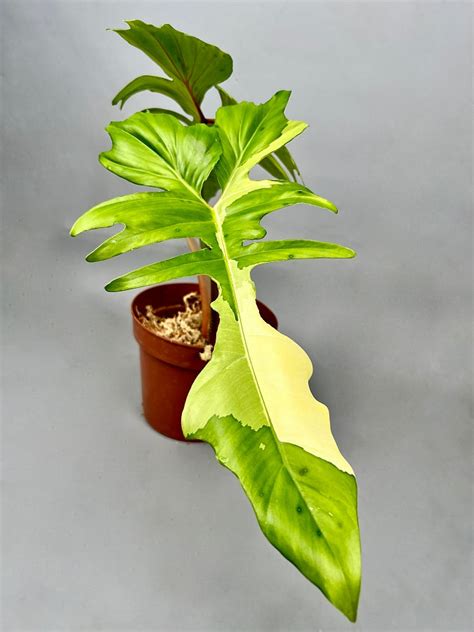 Philodendron Golden Dragon Variegated Albo