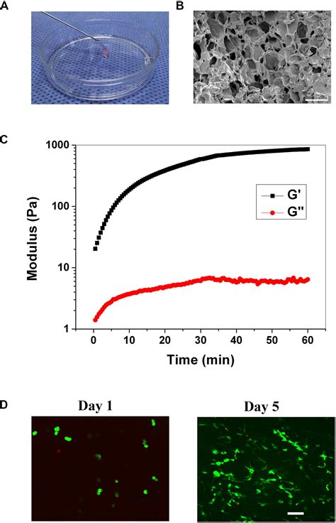 Frontiers Injectable Gelatin Hydrogel Suppresses Inflammation And