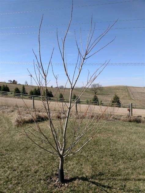 Pruning Tips For Maple