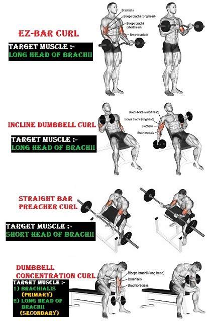 GUIDE TO HIT ALL THE BICEP HEADS! | Biceps workout, Back and bicep ...